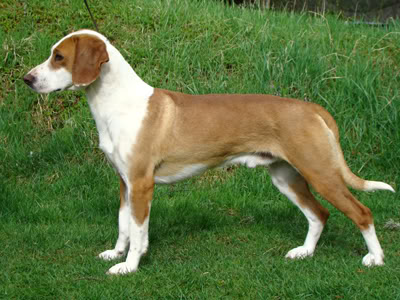 vito