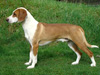 vito