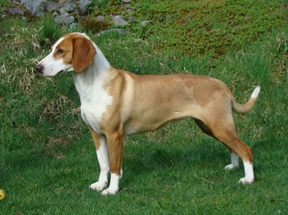 klinga