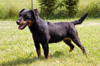 troja